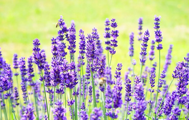 Лаванда в Бахчисарайском районе Крыма